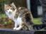 Maine Coon Afrodite