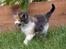 Maine Coon Afrodite