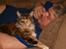 Maine Coon Anastacia( har født 2 )