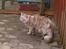 Blanding af racer maine coon Freja