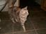 Blanding af racer maine coon Freja