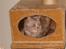 Blanding af racer maine coon Freja