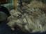 Blanding af racer maine coon Freja