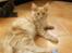 Maine Coon Zoomalude - Zooma slænger sig
