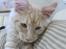 Maine Coon Zoomalude - Dynemis