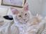 Maine Coon Zoomalude - Dynemis