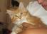 Maine Coon Ferdinand