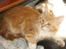 Maine Coon Ferdinand