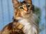 Maine Coon DK Abelone's Biki - *NYT 03-06-2009*  ;o)