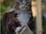 Maine Coon DK Abelone's Biki - NYT 5/6-2008