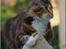 Maine Coon DK Abelone's Biki - NYT 5/6-2008