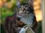 Maine Coon DK Abelone's Biki - NYT 5/6-2008