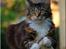 Maine Coon DK Abelone's Biki - NYT 5/6-2008