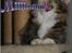 Maine Coon DK Abelone's Biki - Hi hi hi ;o)