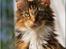 Maine Coon DK Abelone's Biki