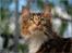 Maine Coon DK Abelone's Biki