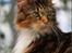 Maine Coon DK Abelone's Biki