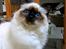 Hellig Birma Chicabee´s Canoosia C´Mon - Canoosia 8 mrd. gammel