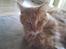Maine Coon DK Brightcoons arcki - ligger lige så godt ;)