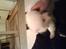 Maine Coon DK Brightcoons arcki