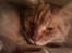 Maine Coon DK Brightcoons arcki - og sove og sove og sove det elsker jeg