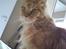 Maine Coon DK Brightcoons arcki - godmorgen mor nu ska du op 