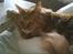 Maine Coon DK Brightcoons arcki - hygge lørdag ska bare ligge her 