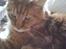 Maine Coon DK Brightcoons arcki