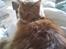 Maine Coon DK Brightcoons arcki