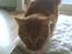 Maine Coon DK Brightcoons arcki