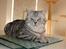British Shorthair S*Swebritt's Dustin - Dustin, 8 / 2 - 08,stadig en rigtig lækker fyr :-))