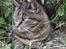 Huskat Jerry (aflivet) - you so pretty!