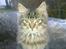 Maine Coon Nuller