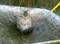 Maine Coon Nuller