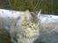 Maine Coon Nuller