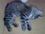 Maine Coon Nuller