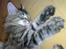 Maine Coon Nuller