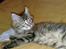 Maine Coon Nuller