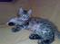 Maine Coon Nuller