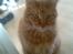Maine Coon DK Brightcoons arcki