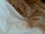 Maine Coon DK Brightcoons arcki