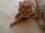 Maine Coon DK Brightcoons arcki