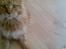 Maine Coon DK Brightcoons arcki