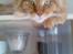 Maine Coon DK Brightcoons arcki