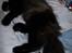 Maine Coon Mia R.I.P