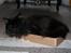Maine Coon Mia R.I.P