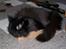 Maine Coon Mia R.I.P