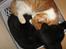 Huskat Garfield og Futte