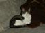 Huskat Trunte † R.I.P. †