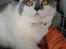 British Shorthair DK Hentzel's Milli R.I.P.